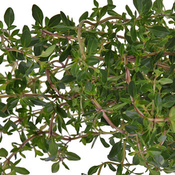 Fresh Cut Bulk Thyme Herb