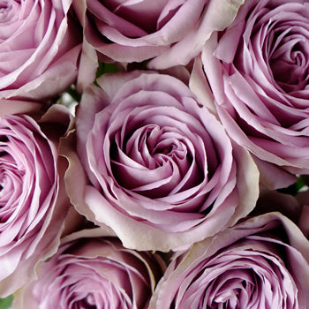 Royal Crown Rose