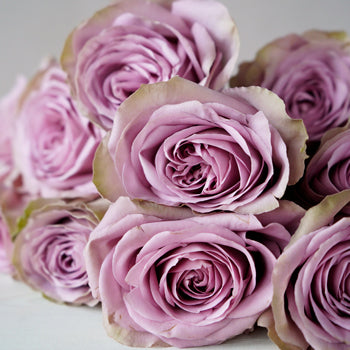 Royal Crown Rose