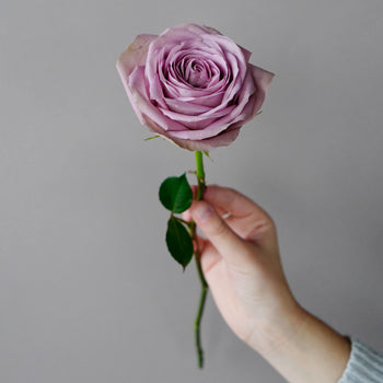 Royal Crown Rose
