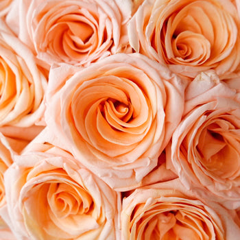 Honey Bella Peach Rose