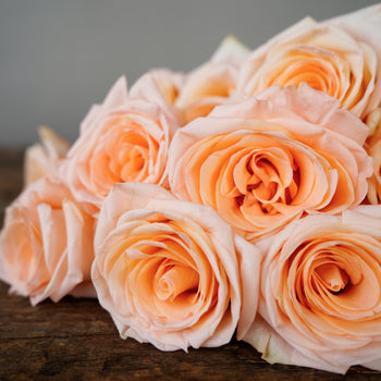 Honey Bella Peach Rose