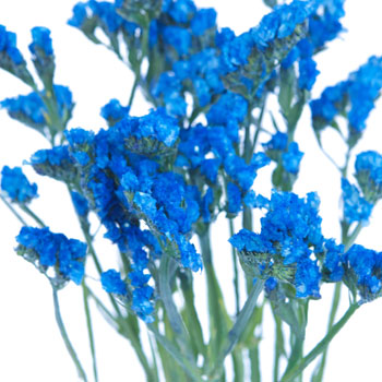 Statice Flower Jewel Blue Tinted