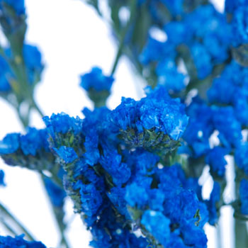 Statice Flower Jewel Blue Tinted
