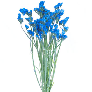 Statice Flower Jewel Blue Tinted