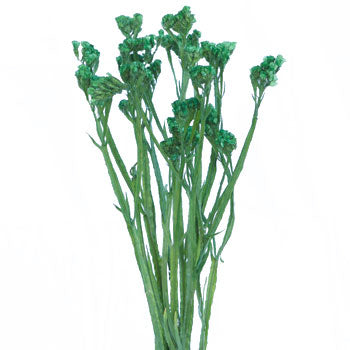 Statice Filler Flower Tinted Emerald Green