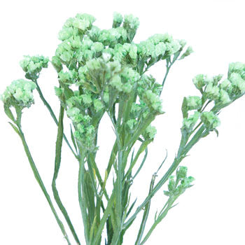 Statice Filler Flower Tinted Lime Green