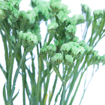 Statice Filler Flower Tinted Lime Green