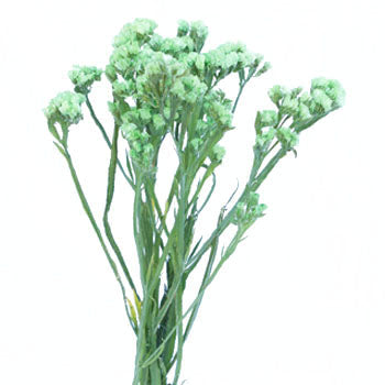 Statice Filler Flower Tinted Lime Green