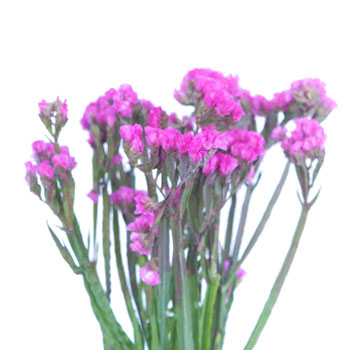 Statice Filler Flower Mauve Pink Tinted