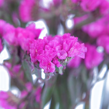 Statice Filler Flower Mauve Pink Tinted