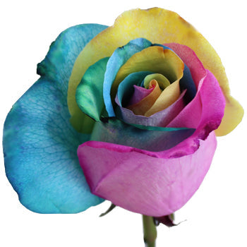 Star Burst Rainbow Roses