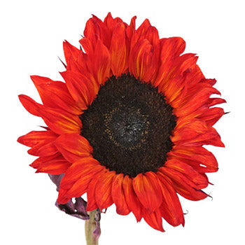 Red Enhanced Sunflowers