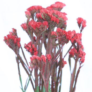 Statice Filler Flower Tinted Red