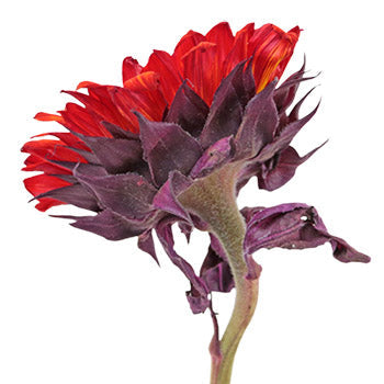 Red Enhanced Sunflowers