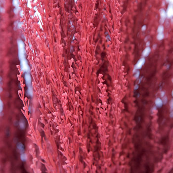 Red Airbrushed Sage