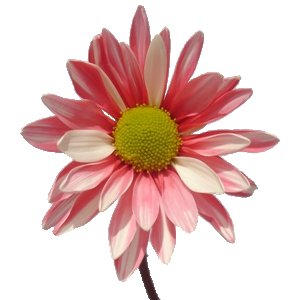 Red Bulk Enhanced Daisy Flower