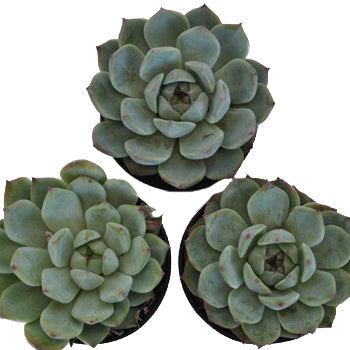 Smokey Gem Succulent