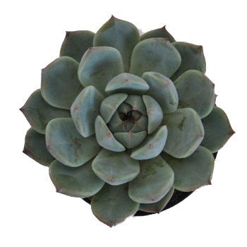 Smokey Gem Succulent