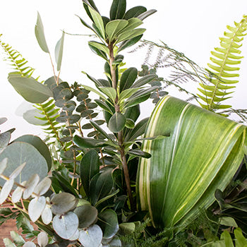 Tommy greenery mix up close