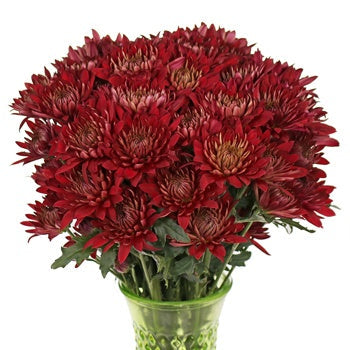 Red Brick Road Cushion Flower