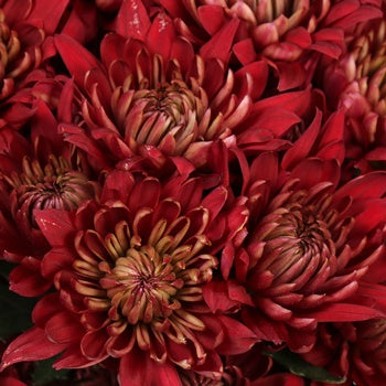 Red Brick Road Cushion Flower