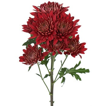 Red Brick Road Cushion Flower