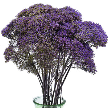Trachelium Purple Flower