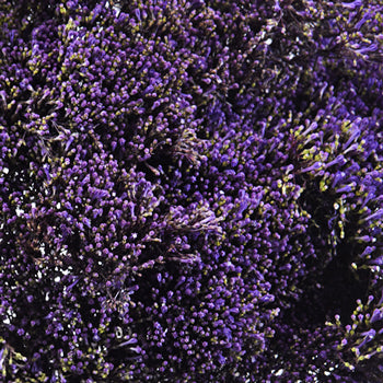 Trachelium Purple Flower