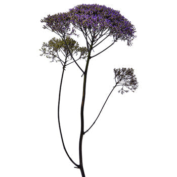Trachelium Purple Flower