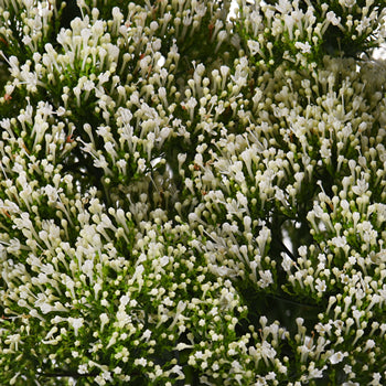 Trachelium White Flower