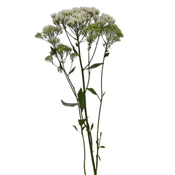 Trachelium White Flower