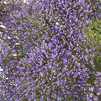 Lilac Lavender Trachelium Flower
