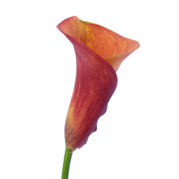 Blood Orange Mini Calla Lily