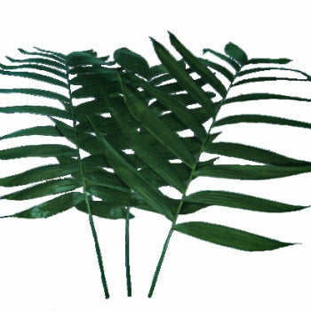 Teepee Green Filler