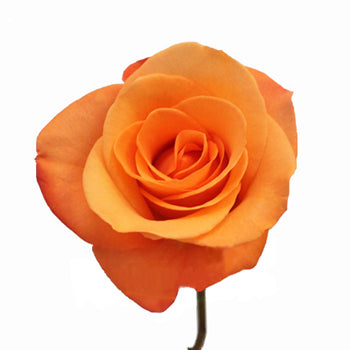 Tropical Amazon Orange Rose