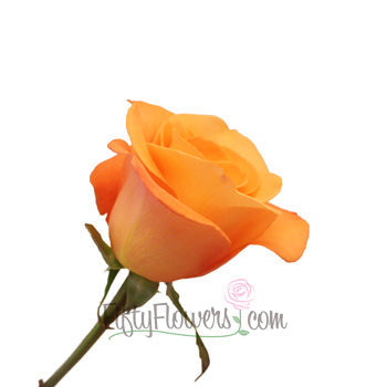 Tropical Amazon Orange Rose
