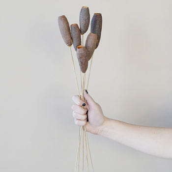 Dried Trumpet Pods
