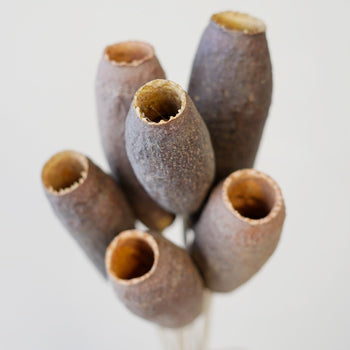 Dried Trumpet Pods