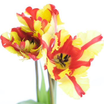 Flaming Parrot Novelty Tulips