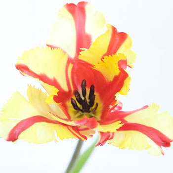 Flaming Parrot Novelty Tulips