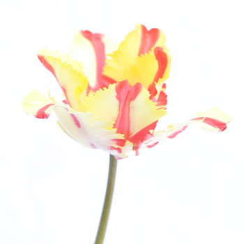 Flaming Parrot Novelty Tulips