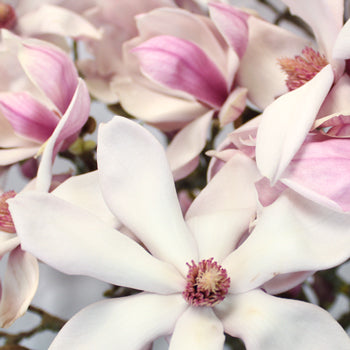 Wedding Tulip Magnolia Branches