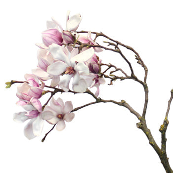 Wedding Tulip Magnolia Branches