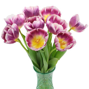Berry Cracker Tulips Wholesale Flower In a vase