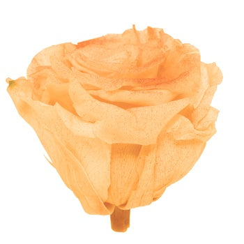 Preserved Tungurahua Powder Rose