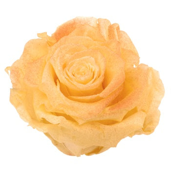 Preserved Tungurahua Powder Rose