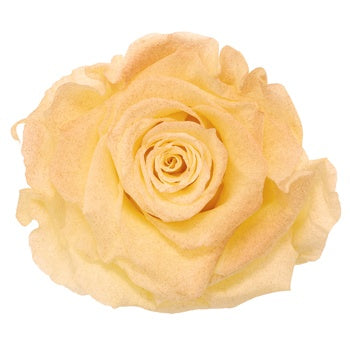 Preserved Tungurahua Powder Rose