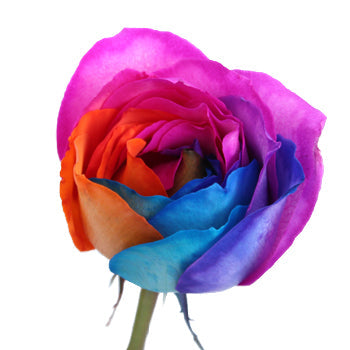 Groovy Rainbow Roses