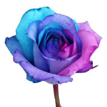 Turquoise, Pink and Purple Rainbow Roses